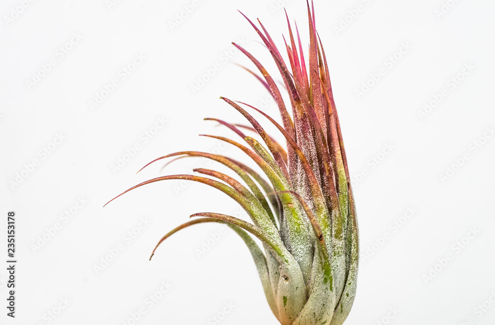 Closeup of a cultivated tillandsia "fuego" air plant, beautiful bright colors with a white background. - obrazy, fototapety, plakaty 