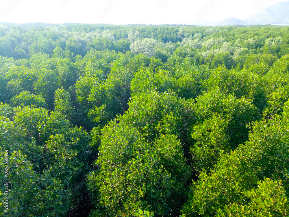 panorama aerial  view  landscape of mangrove forest  in Thailand Asia.green nature background