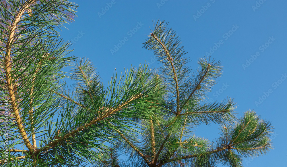 A beautiful natural delightful gorgeous image of a pine branch view on a natural blue sky background in an autumn warm sunny morning. A beautiful natural delightful gorgeous image of a pine branch view on a natural blue sky background in an autumn warm sunny morning.
