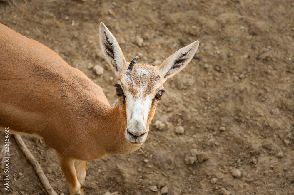 Gazelle (Gazella subgutturosa) looking to camera. Close up. Gazelle (Gazella subgutturosa) looking to camera. Close up.