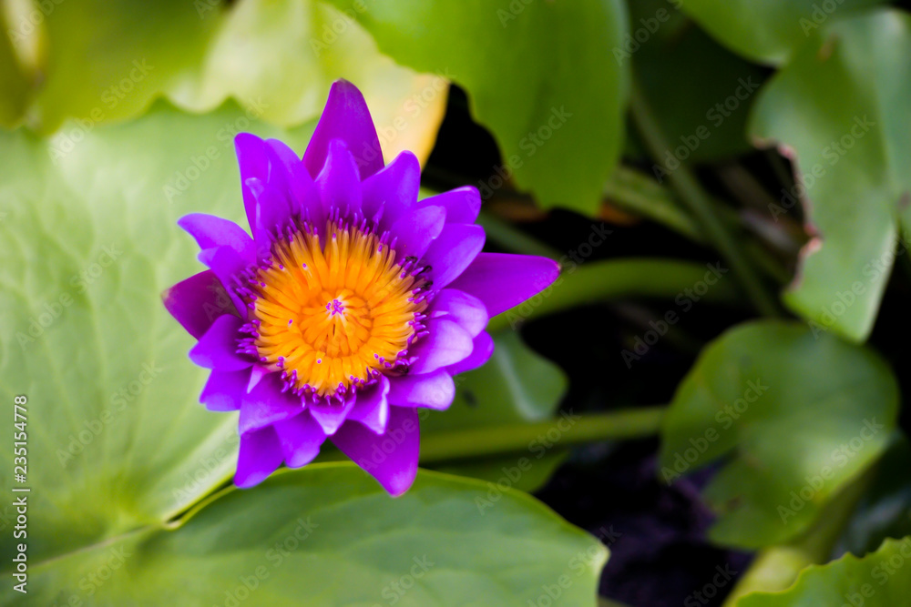 Purple bloom lotus in pond with blur green leaf background Purple bloom lotus in pond with blur green leaf background