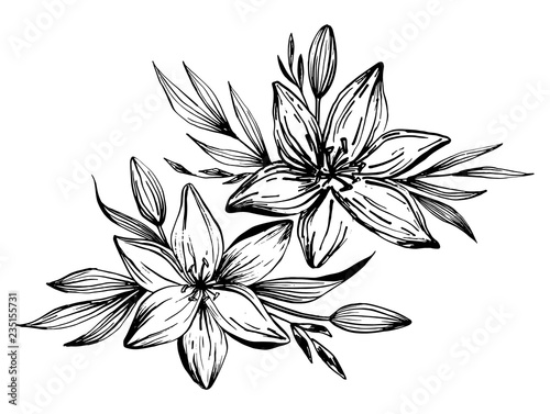 Hand drawn lilies flowers isolated on a white background. Lily Flower. Vector illustration for tattoo sketch, floral background, greeting card, wedding invitation , birthday, mother's, Valentine's Day