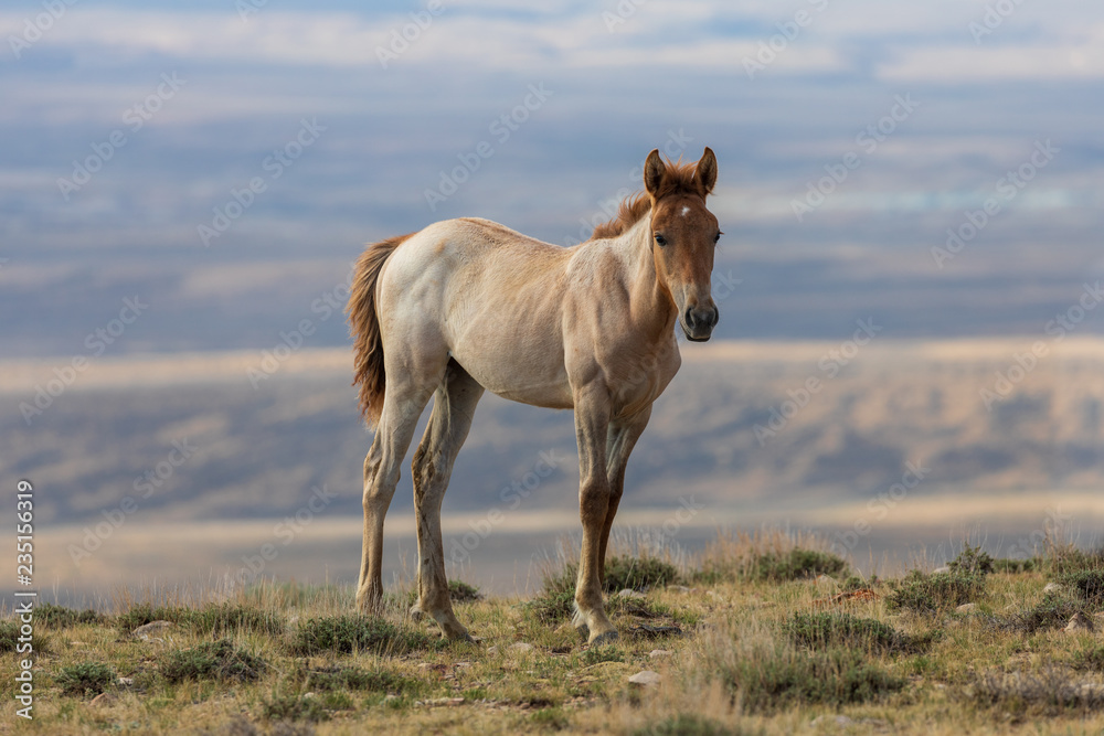 Cute Wild Horse Foal Cute Wild Horse Foal