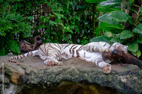 white tiger is sleeping in zoo