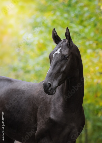 Portrait of a black horse look back on nature background