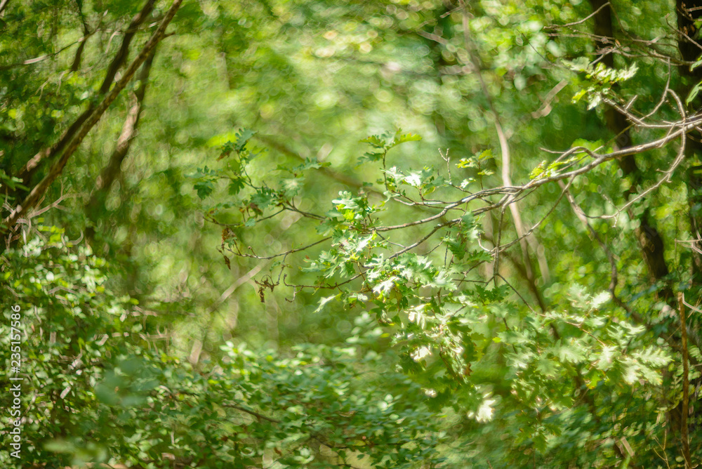 green forest green forest
