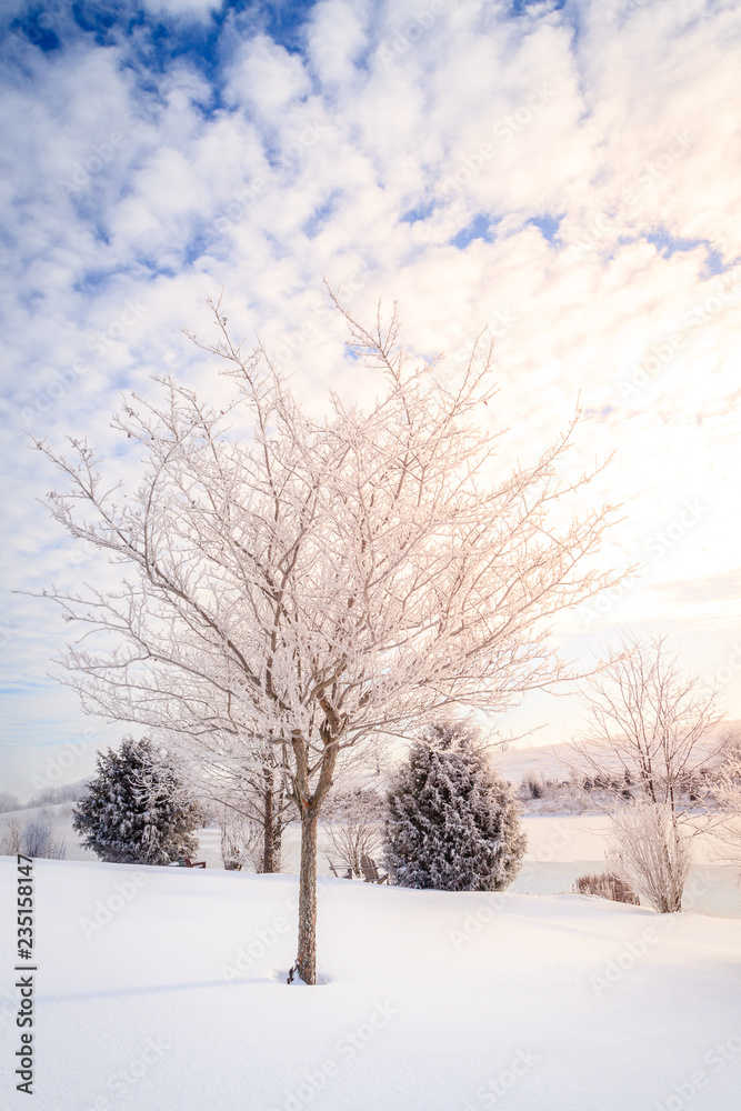 Winter scene in Central Kentucky