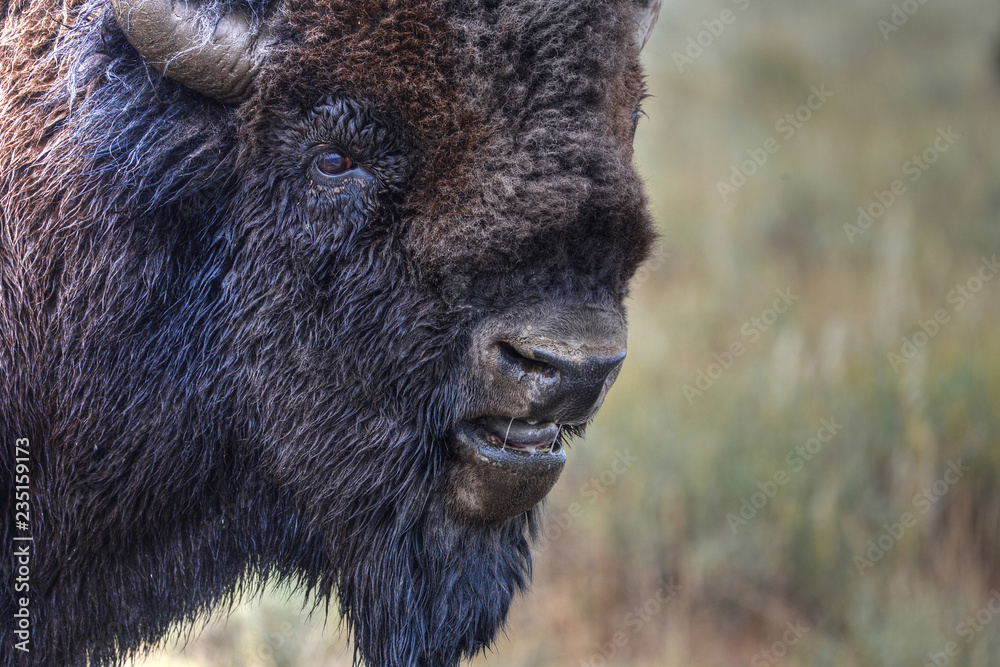Fototapeta premium Close up of Buffalo