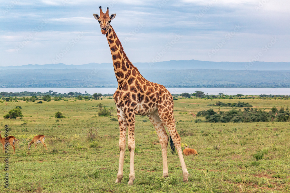 Obraz premium giraffe four legs