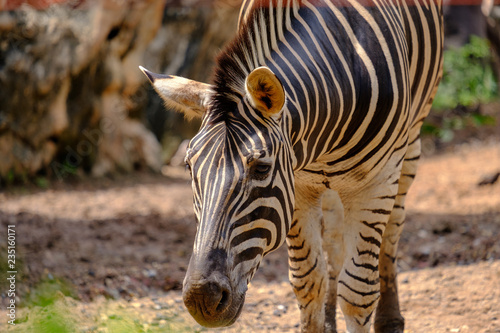 zebra in the zoo in closeup