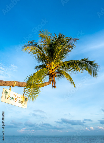 Coconut tree at sand beach at Samui island