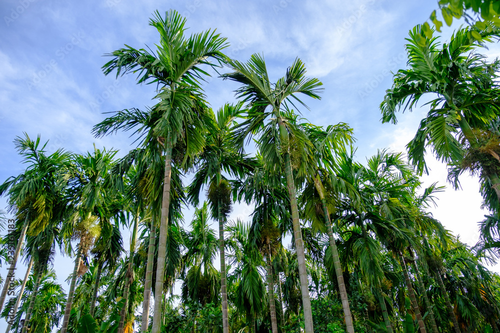 palm trees and blue sky background palm trees and blue sky background