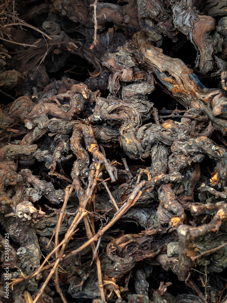 Season of pruning grape on a vineyard in France. Nature background from dry branches of grapevine. Old branches of the vine tree closeup, selective focus. Season of pruning grape on a vineyard in France. Nature background from dry branches of grapevine. Old branches of the vine tree closeup, selective focus.