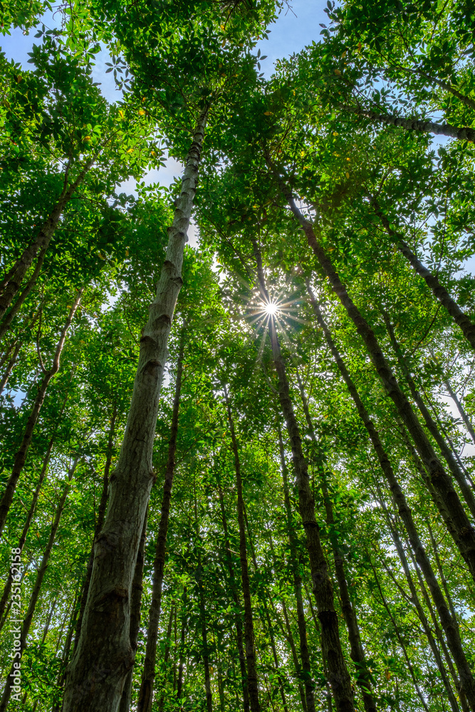 Obraz premium trees in the forest with sunlight