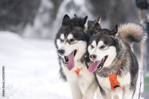 Husky dogs on winter