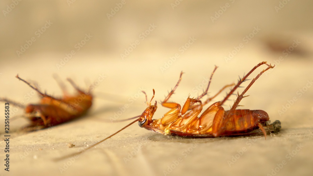 close up huge cockroach dead on the floor outside close up huge cockroach dead on the floor outside