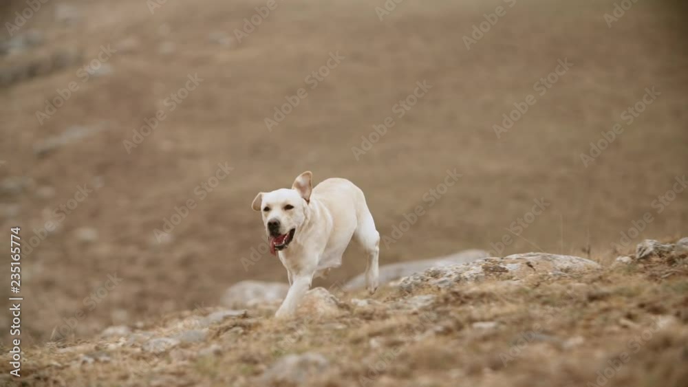 Positive droll golden labrador dog cheerfully running in grass in mountins, ears are flopping in air, doggy runs in direction of camera - slow motion shot Positive droll golden labrador dog cheerfully running in grass in mountins, ears are flopping in air, doggy runs in direction of camera - slow motion shot