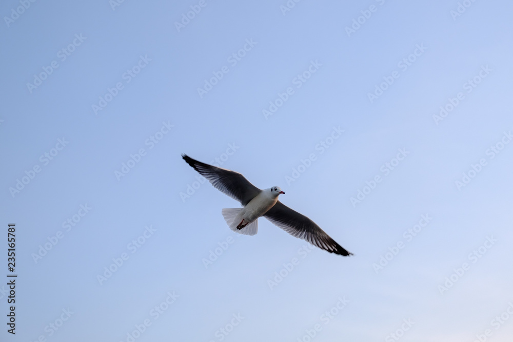 Obraz premium seagull in blue sky