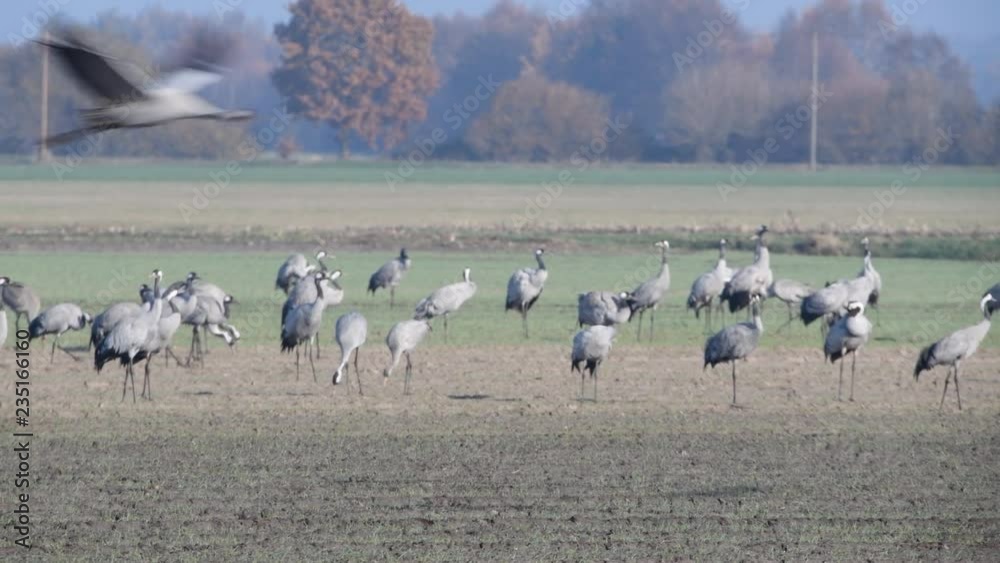 Common Cranes or Eurasian Cranes (Grus Grus) birds resting and feeding ...
