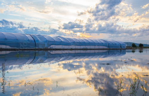 Greennhouses between flooded rice field at sunset photo