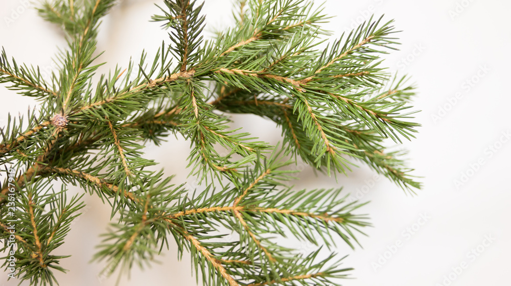 fir branches on a light background fir branches on a light background