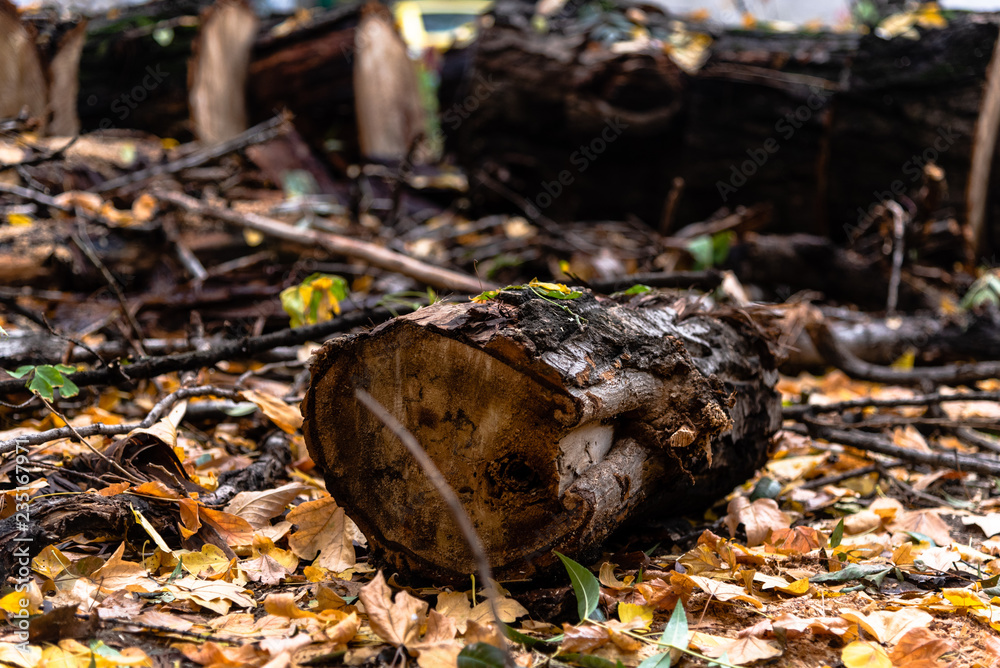 Death of a tree - series Death of a tree - series