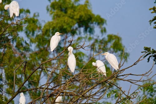 little egret