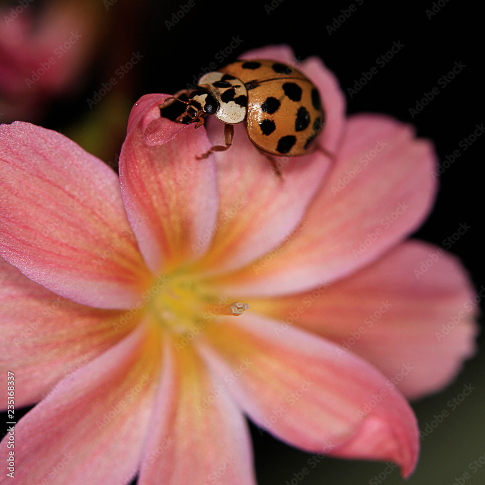 Naklejka premium Biedronka