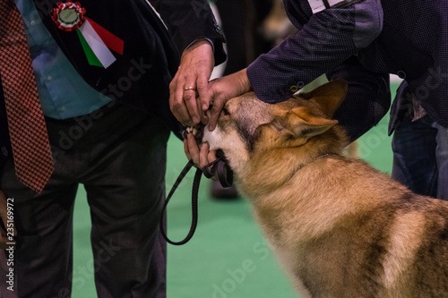 The teeth check of a Czechoslovakian Wolfdog during a dog show photo