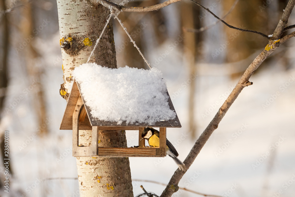 Fototapeta premium Sikora siedząca w pobliżu karmników / Sikora mała