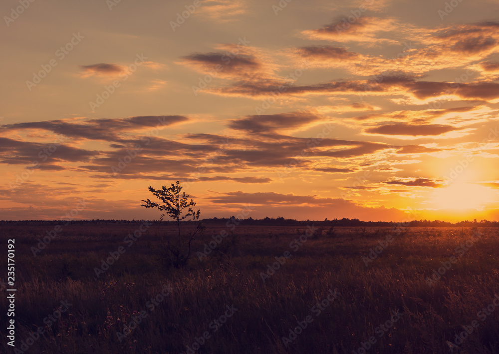 A small single tree in the evening steppe.