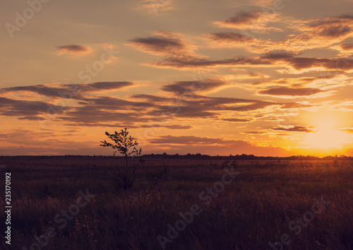 A small single tree in the evening steppe.