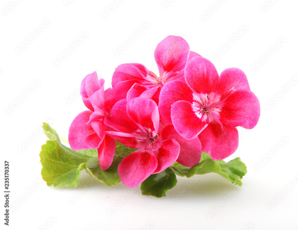 Naklejka premium Kwiaty Pelargonium Geranium Na Białym Tle