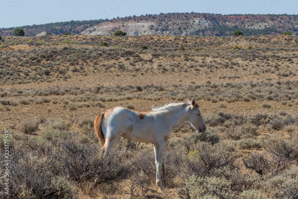 Obraz premium Wild Horse Foal in the Colorado Desert in Summer
