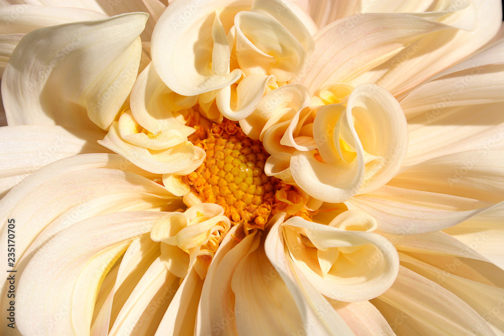 Obraz premium closeup of dahlia