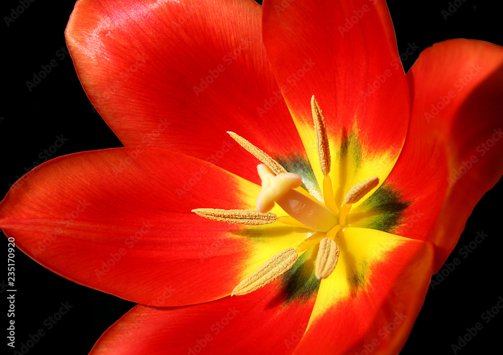 closeup of tulip