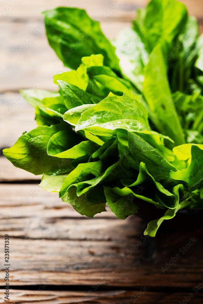 Fototapeta premium Fresh green chicory