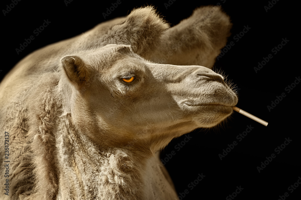 Camels Hair Camels Hair