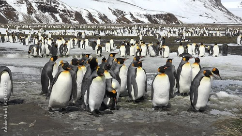 A group of young king penguins is standing by a pond on Salisbury Plain on South Georgia in Antarctica photo