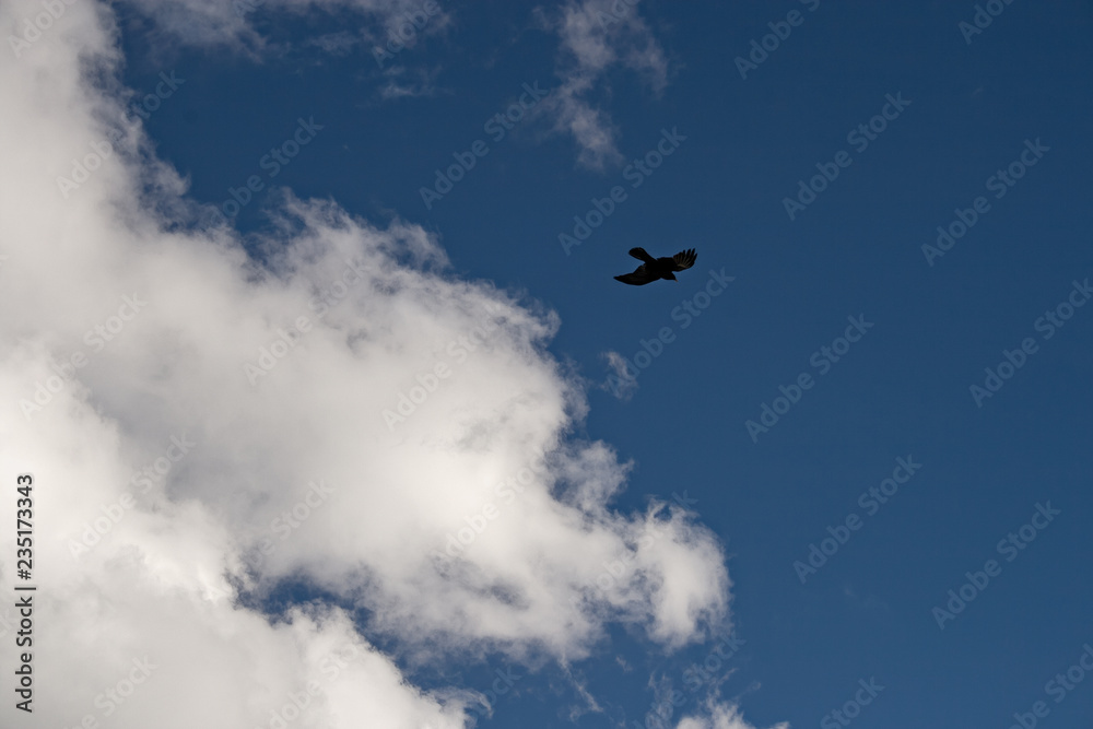 A black crow is sailing in the blue sky. A black crow is sailing in the blue sky.