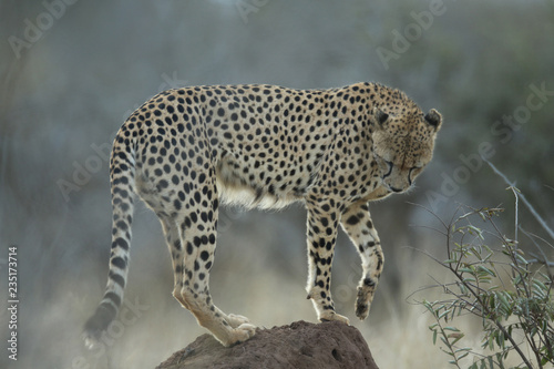 cheetah standing on rock