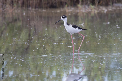 black-necked stilt that walks through the shallow water of a small lagoon in the mangroves