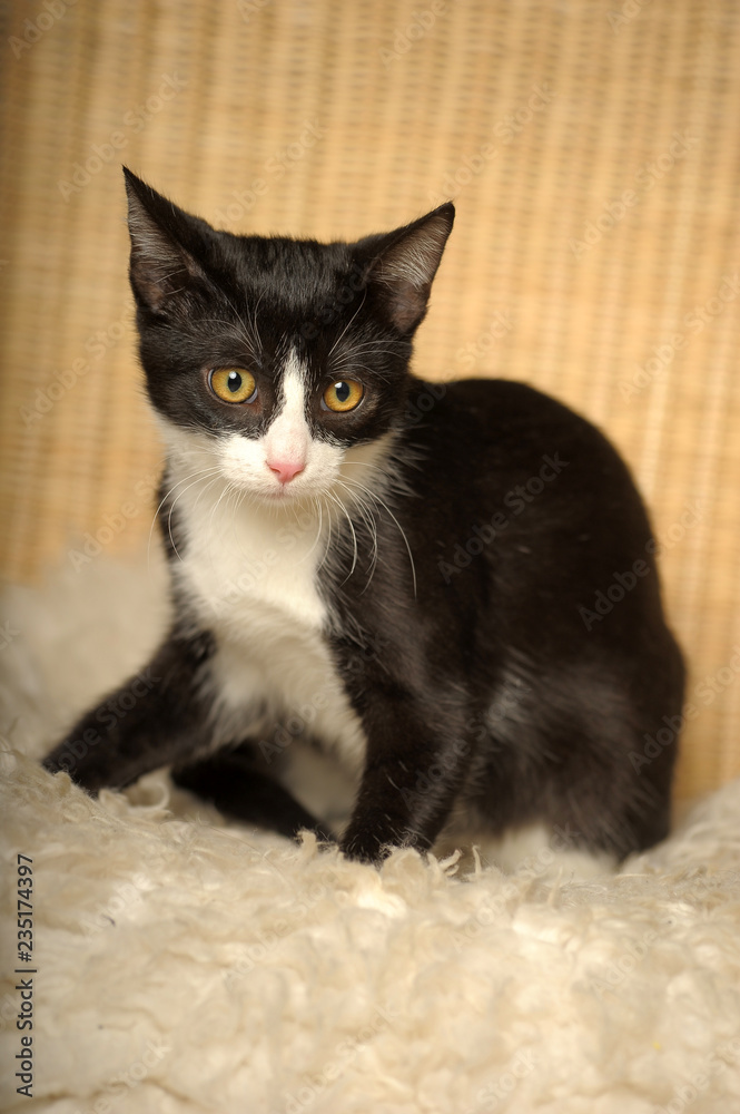 black with white young kitten with yellow eyes black with white young kitten with yellow eyes