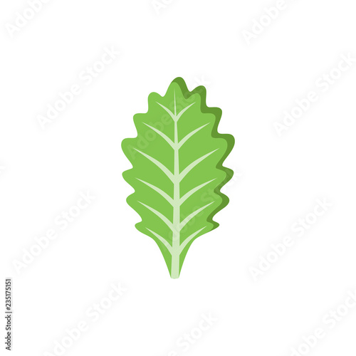 Vegetable piece. Leaf of salad on white background. Vector illustration.