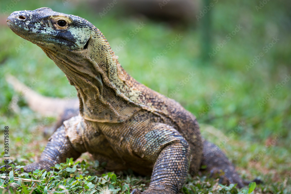 Wild Iguana in Costa Rica Wild Iguana in Costa Rica