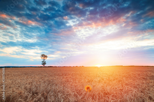 Summer sunset with spectacular sky over a wheat field