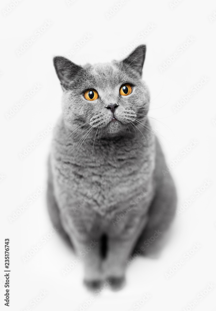 Fluffy grey cat sitting on white background