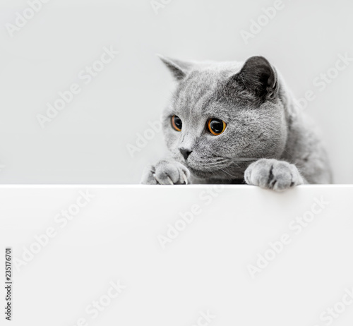 Cute playful grey cat leaning out