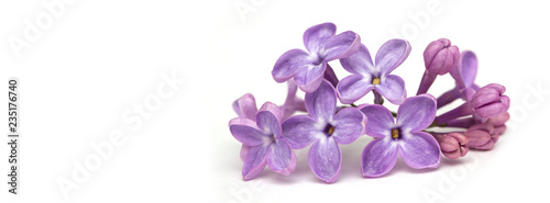 banner lilac on a white background