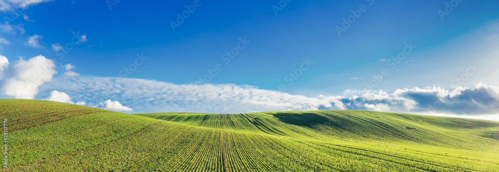 Green field and blue sky with clouds. - obrazy, fototapety, plakaty 